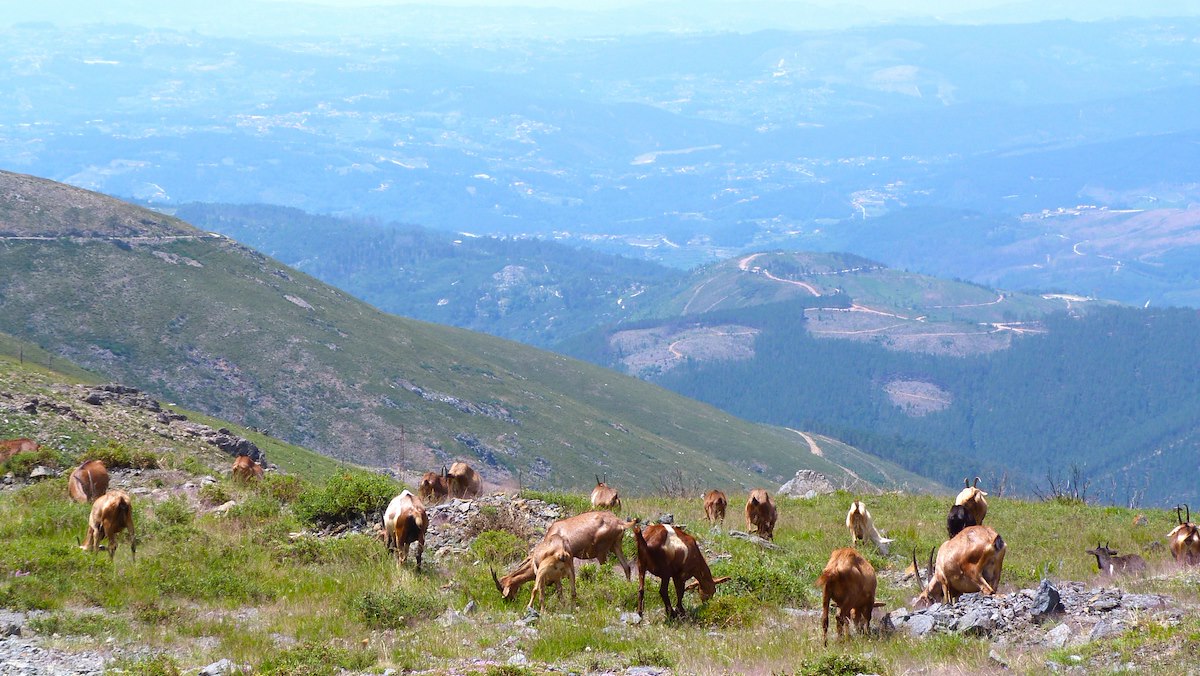 Cabras pastam nos cumes da Serra do Marão